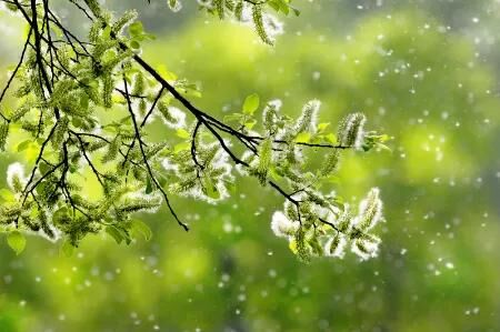 Ein bl&uuml;hender Ast mit gr&uuml;nem Laub und flauschigen Bl&uuml;tenst&auml;nden vor unscharfem, leuchtend gr&uuml;nem Hintergrund. In der Luft fliegen zahlreiche Pollen oder Bl&uuml;tenstaubpartikel &ndash; Symbolbild f&uuml;r Fr&uuml;hling und Pollenallergie.