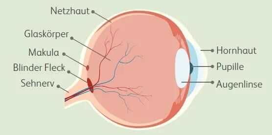 Grafische Querschnitt-Illustration eines menschlichen Auges mit Beschriftung der wichtigsten anatomischen Bestandteile: Netzhaut, Glask&ouml;rper, Makula, Blinder Fleck, Sehnerv, Hornhaut, Pupille und Augenlinse.