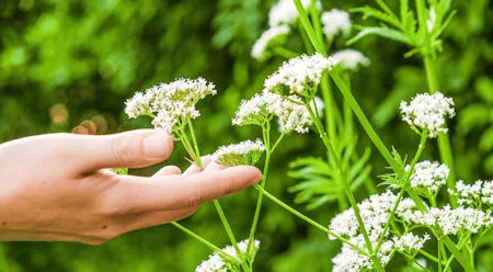 Hand berührt weiße Baldrianblüten im Garten