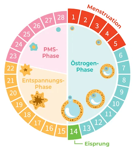 Zykluskalender für Frauen mit farblich markierten Phasen der Menstruation, dem Eisprung und hormonellen Veränderungen