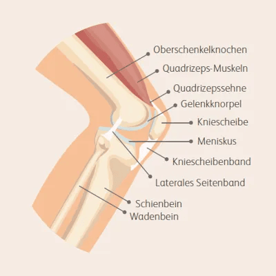 Medizinische Illustration eines menschlichen Knies mit Beschriftung wichtiger anatomischer Strukturen wie Oberschenkelknochen, Kniescheibe, Meniskus und Seitenbänder.