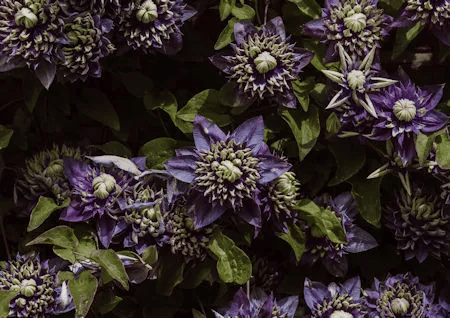 Passionsblume: Mit Flavonoiden und ätherischen Ölen beruhigt sie bei Unruhe und Schlafproblemen – als Tee, Kapsel oder Tinktur natürlich wirksam.