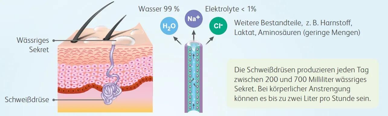 Grafik einer menschlichen Hautschicht mit Schwei&szlig;dr&uuml;se, aus der w&auml;ssriges Sekret austritt. Neben einer schematischen Darstellung der Bestandteile von Schwei&szlig; (99 % Wasser,