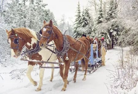 Zwei Pferde ziehen eine mit Menschen besetzte Kutsche durch einen verschneiten Waldweg im Winter.